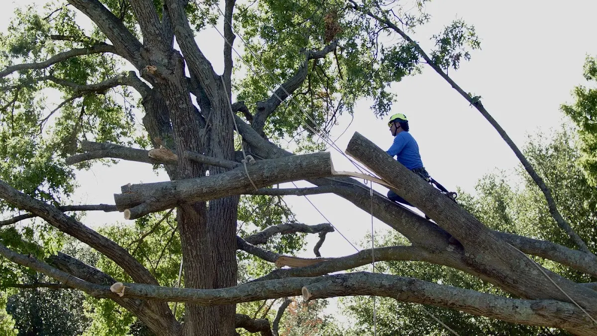 Professional Hazardous Tree Removal performed by certified arborists in Guyton